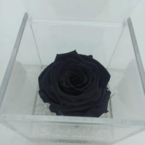 FLOWERCUBE ROSA NERA